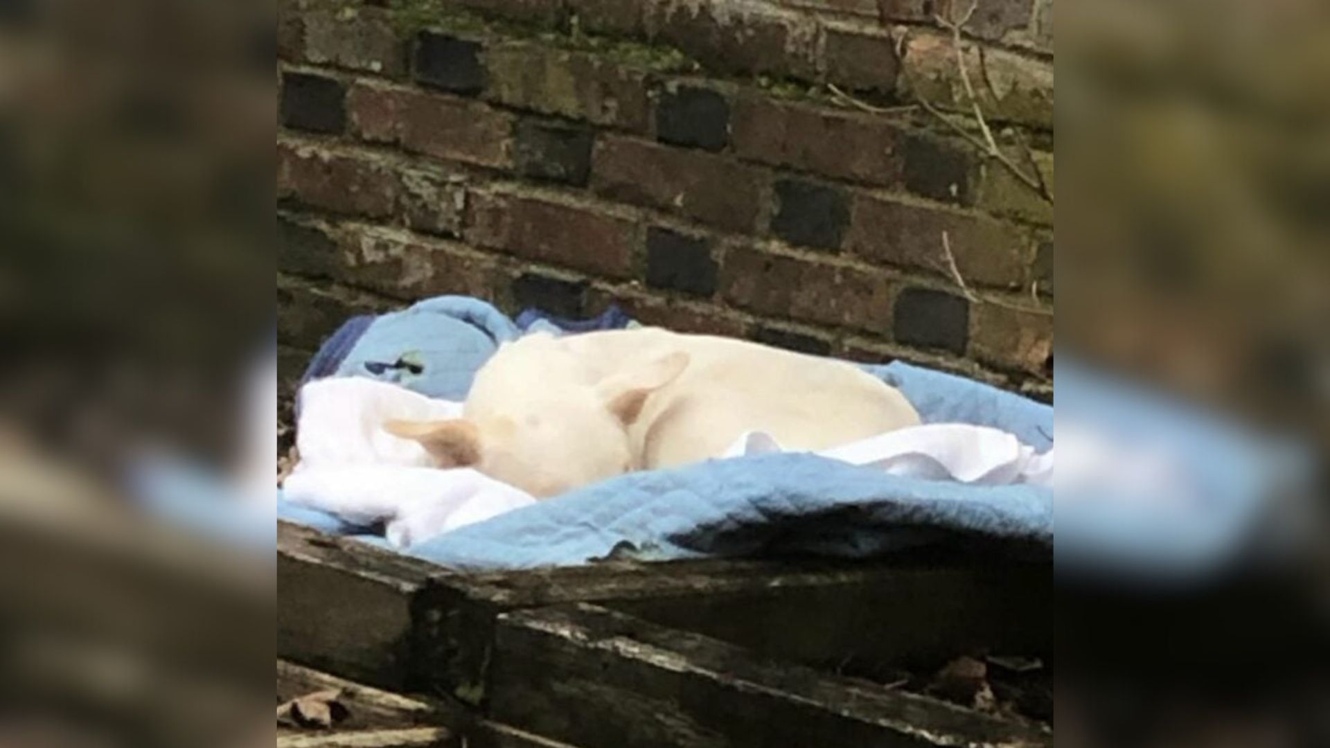 white dog laying down