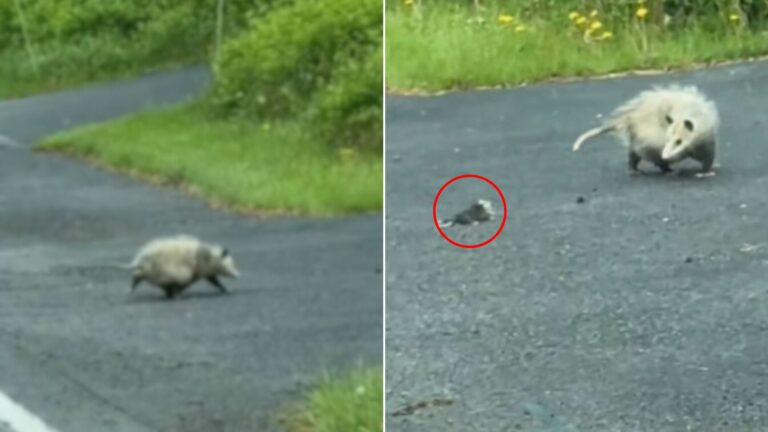 opossum on road