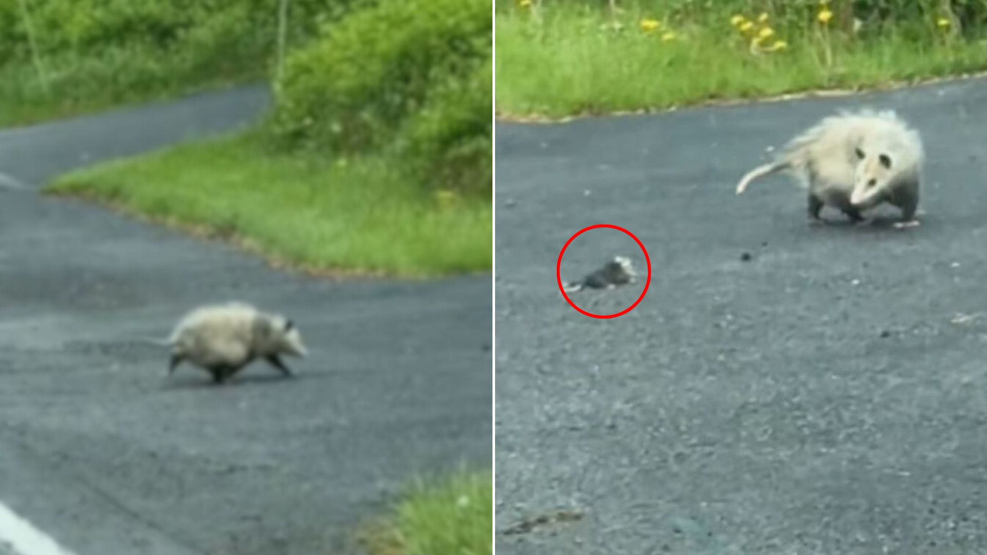 opossum on road
