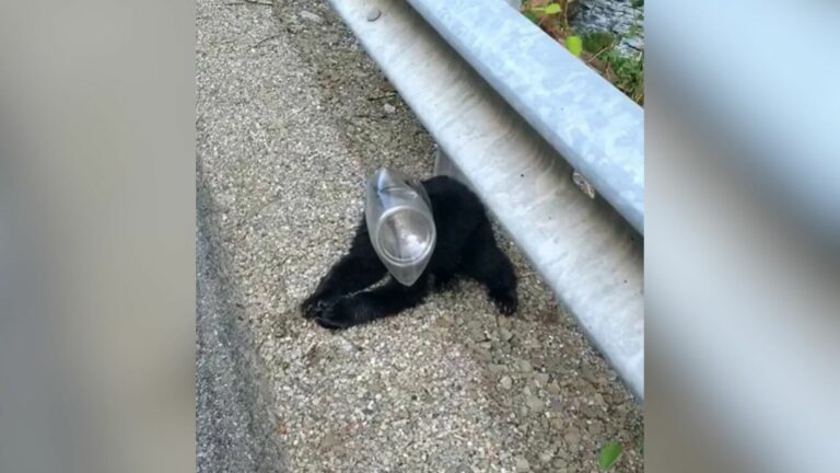 trapped bear cub