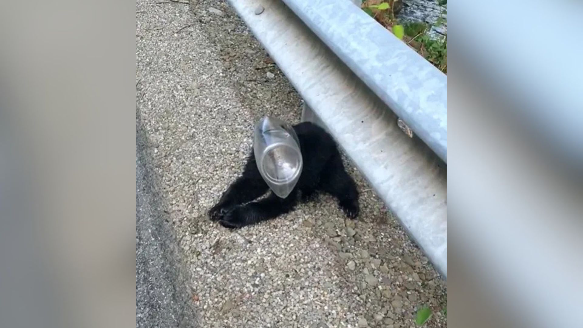 trapped bear cub