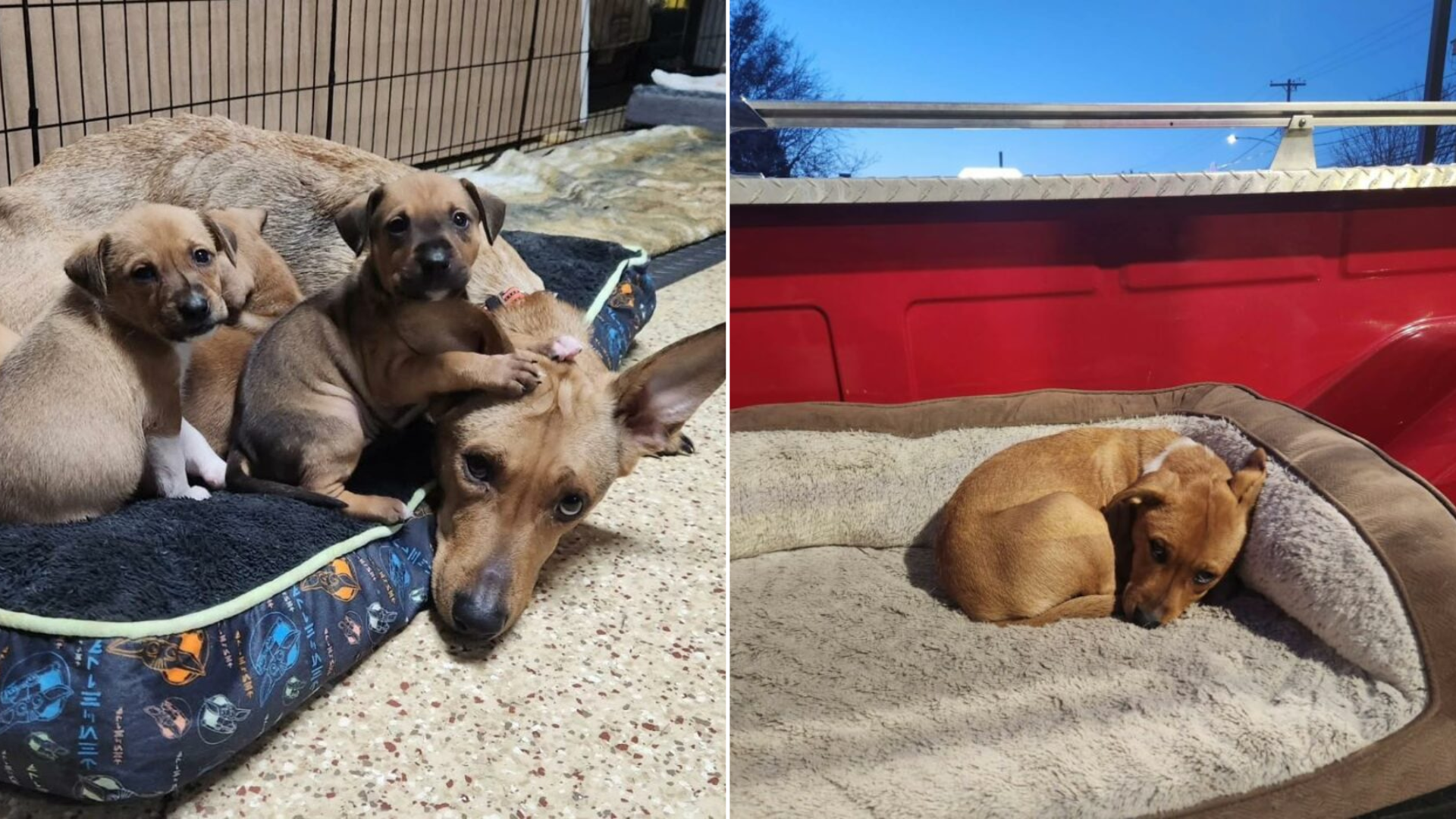 puppies with mom