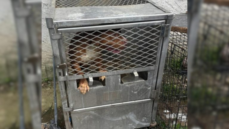 dog locked in crate