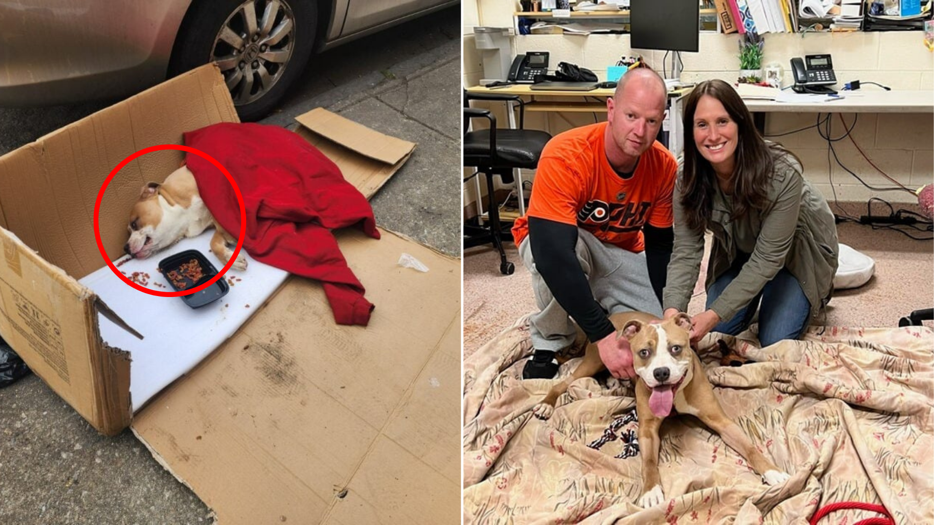 abandoned dog rescued