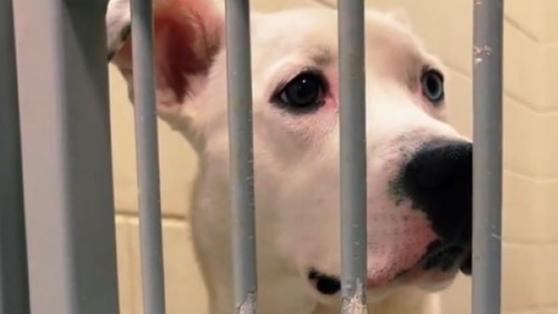 dog behind shelter bars