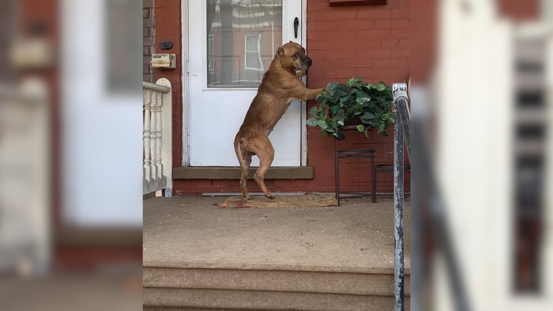 dog scratching at door