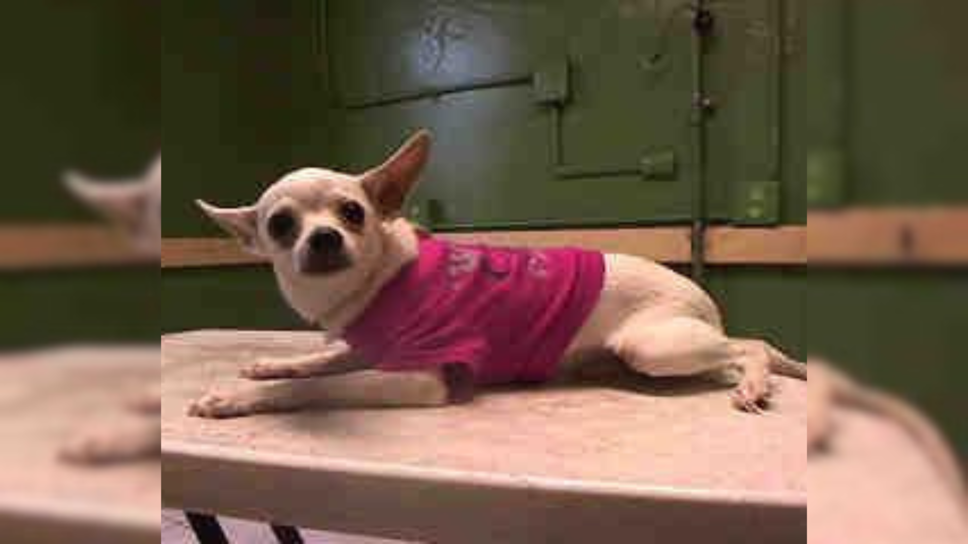 dog in pink sweater