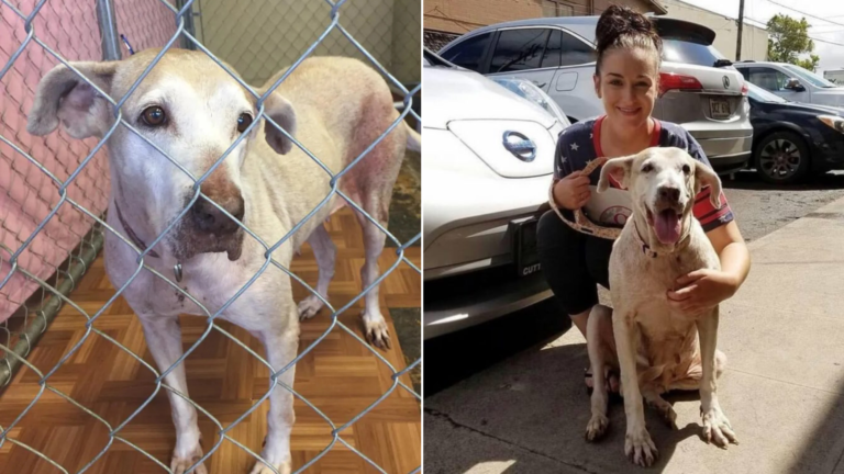 shelter dog adopted