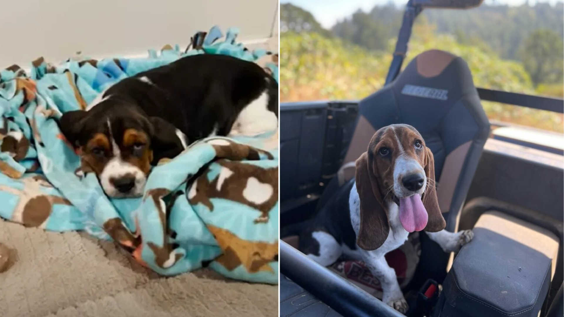 puppy lying on blanket