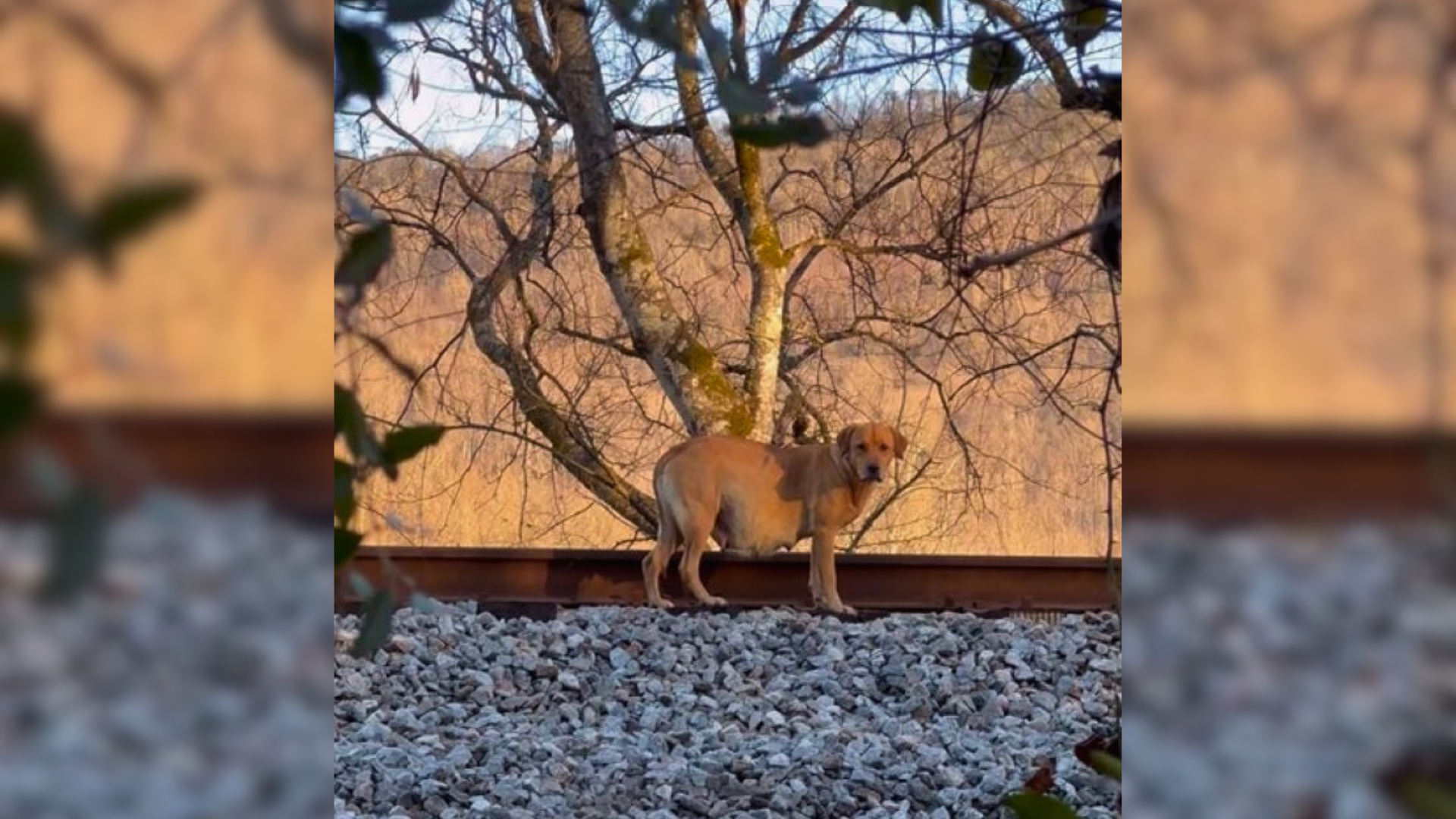pregnant stray dog