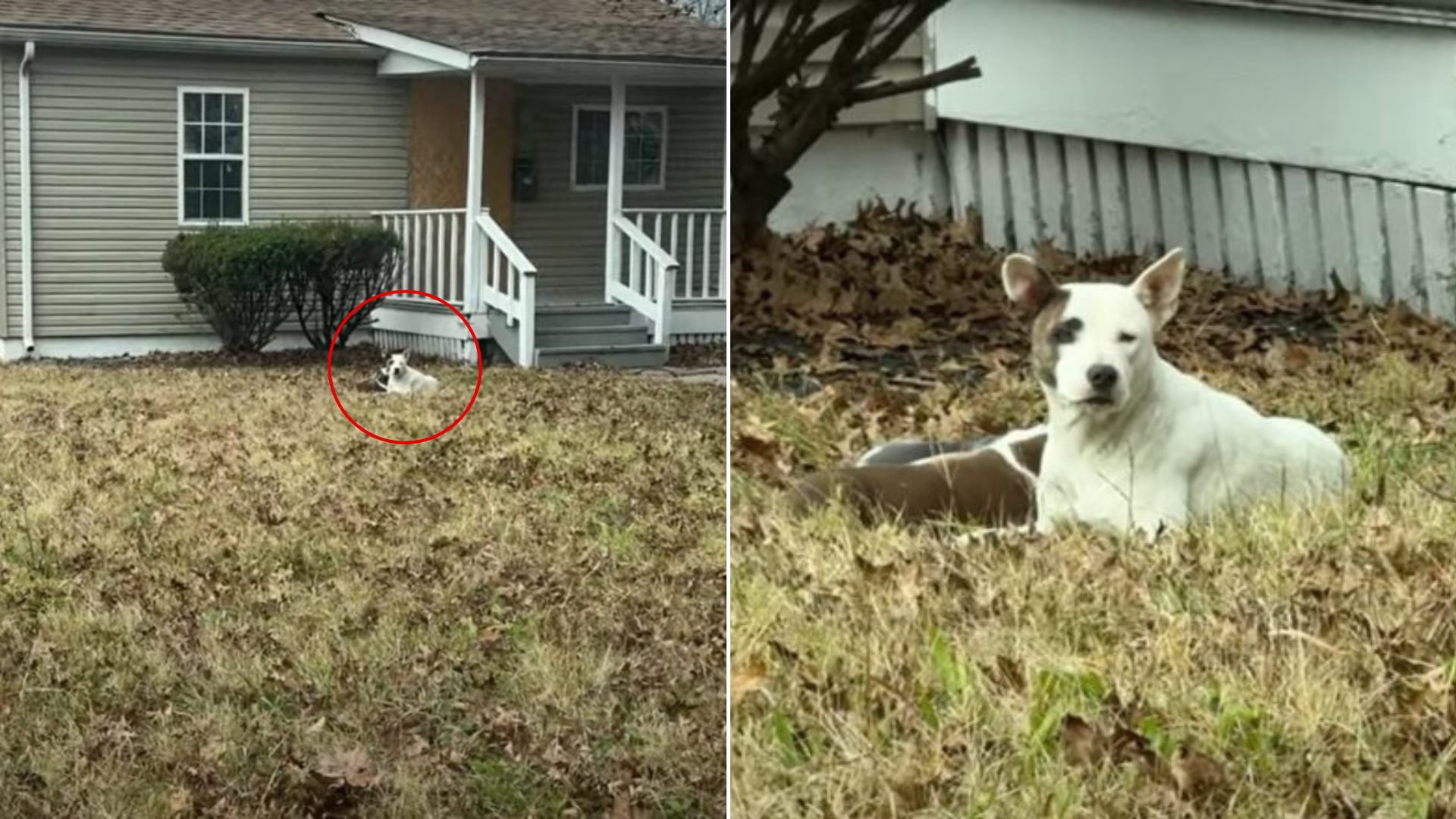 dog in a yard
