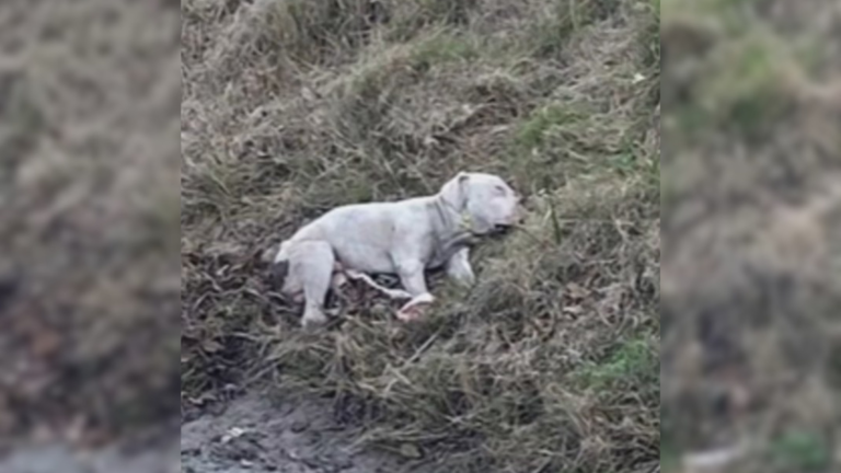 small dog lying in grass