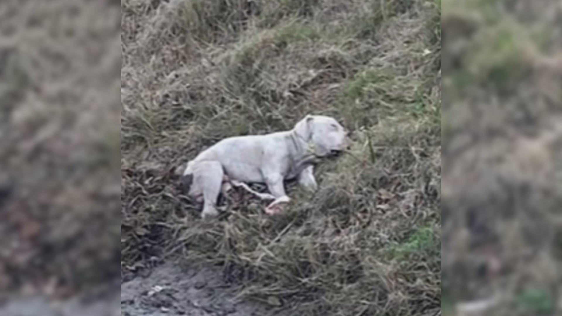 small dog lying in grass