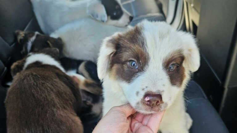 cute puppies in car