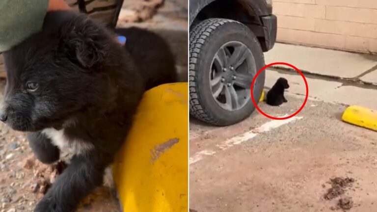 newborn puppy on parking lot