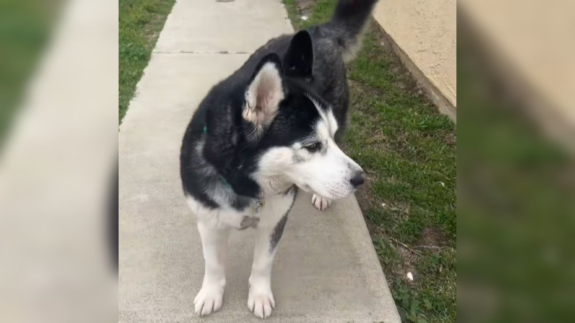 husky dog