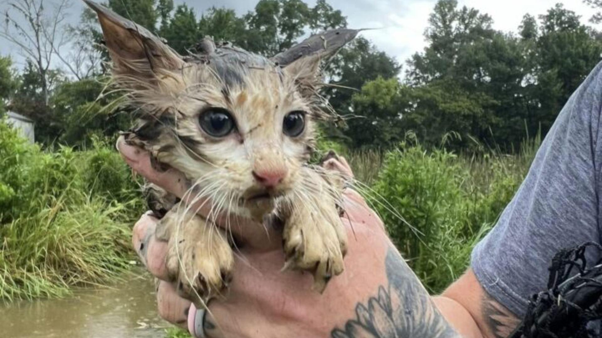 rescued cat