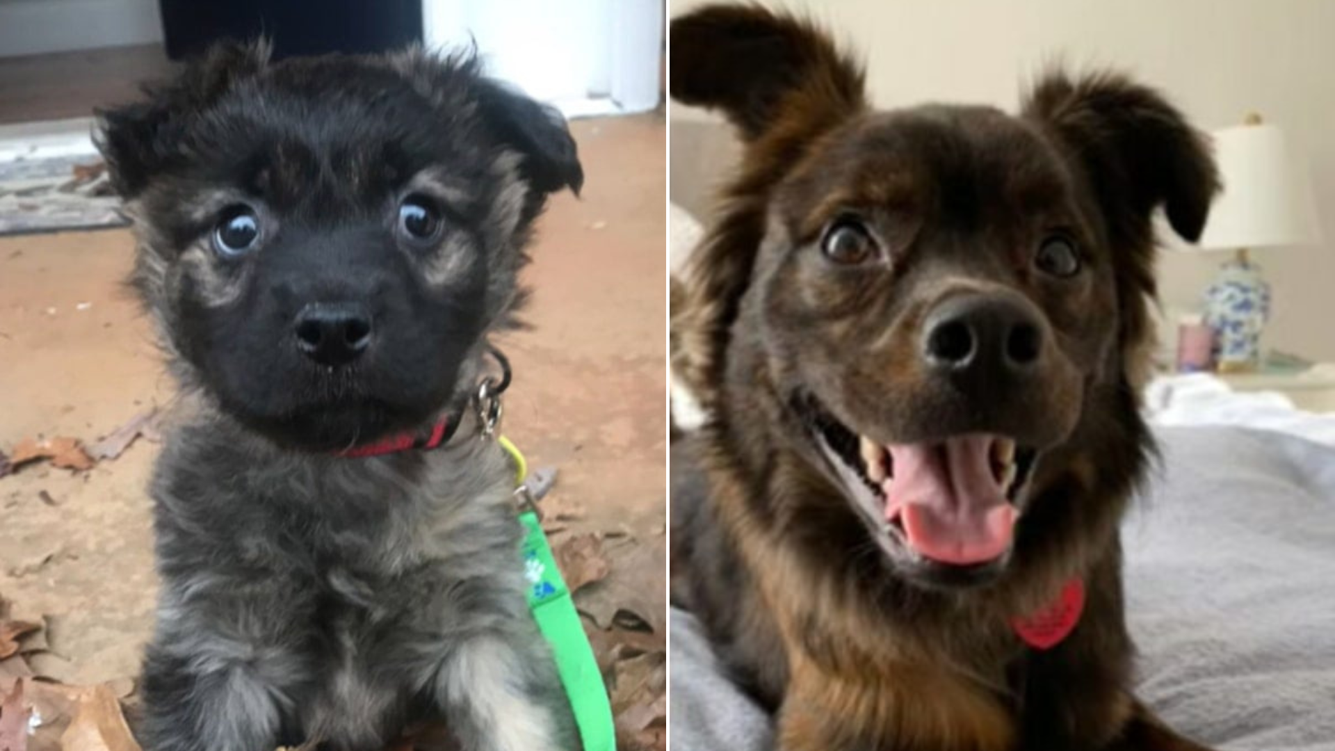two similar puppies