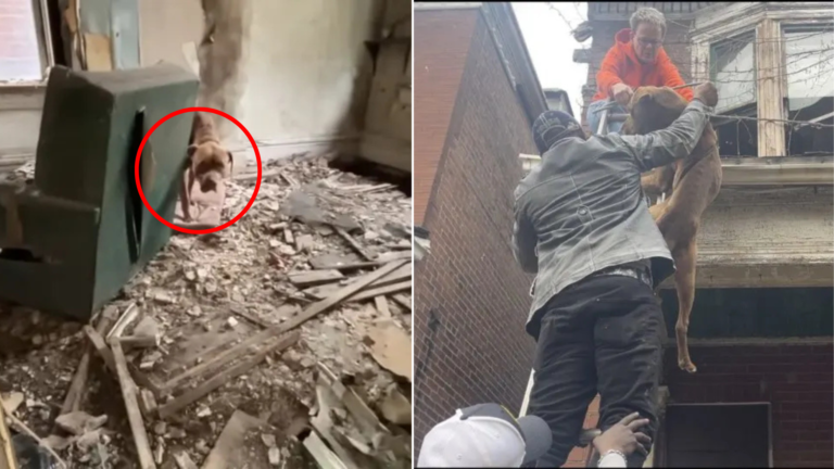 dog rescue from abandoned building