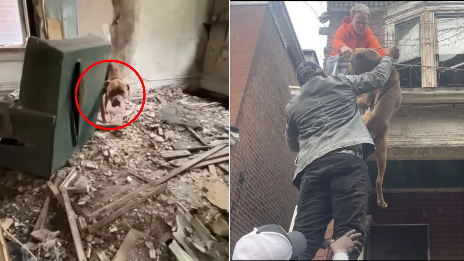 dog rescue from abandoned building
