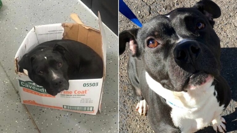 dog in box