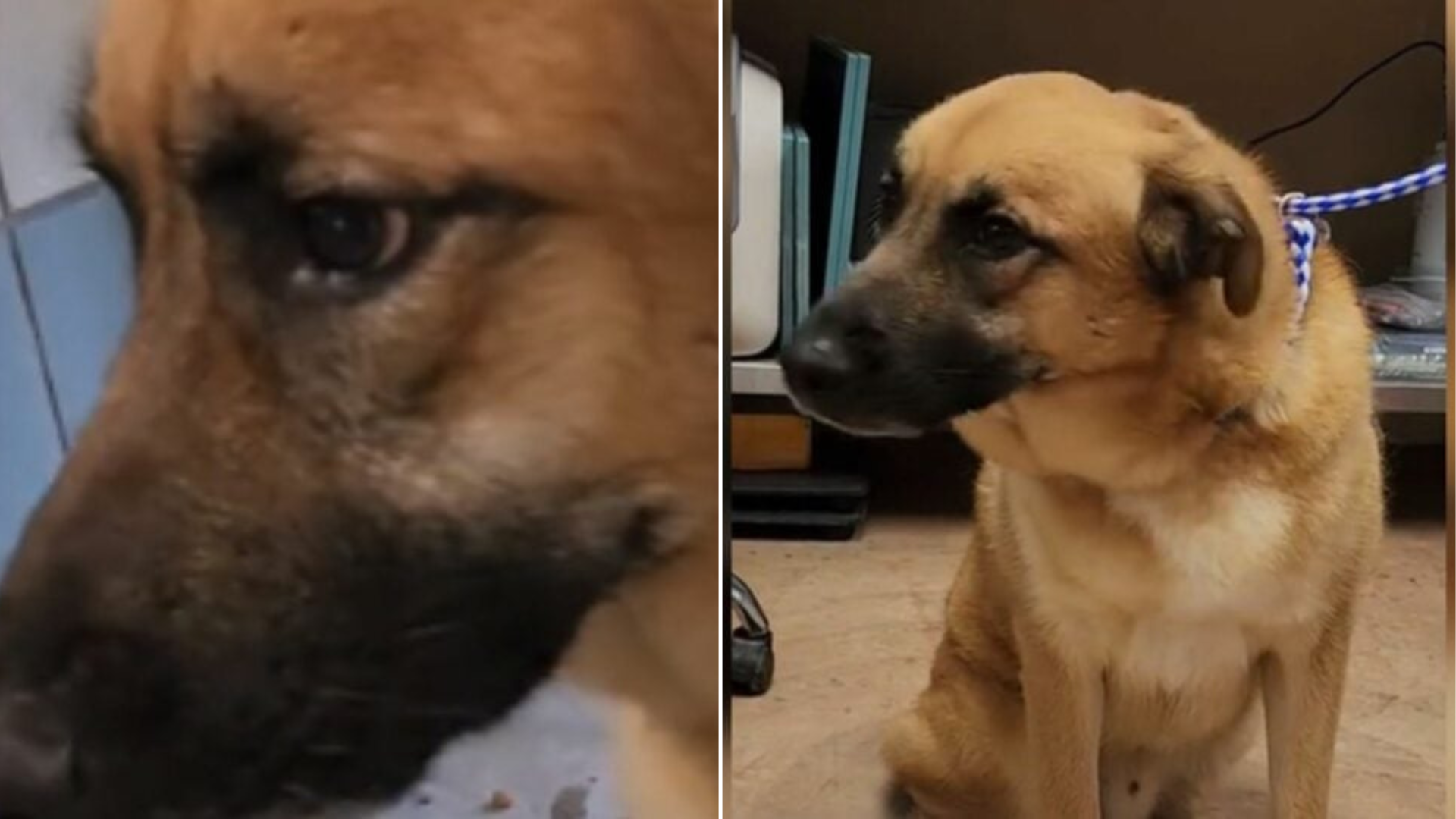 sad dog