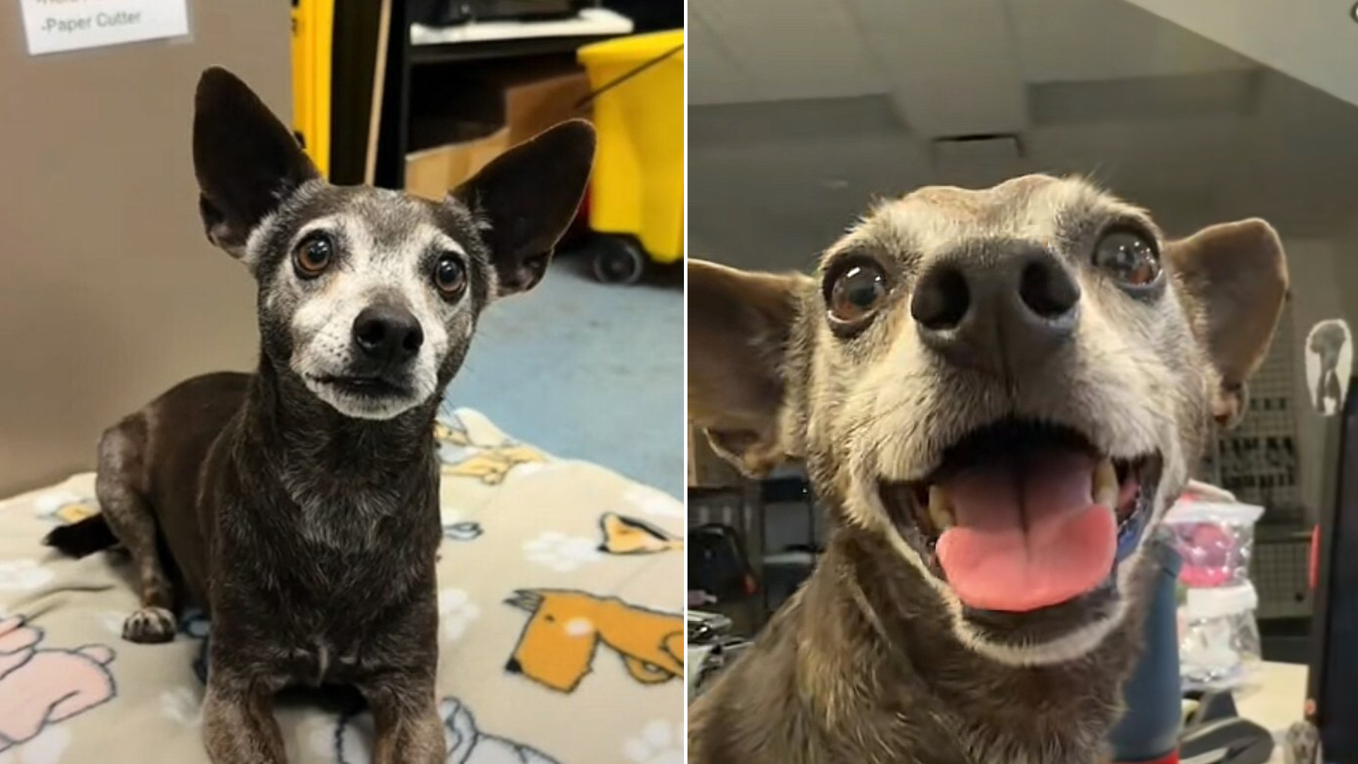 senior dog