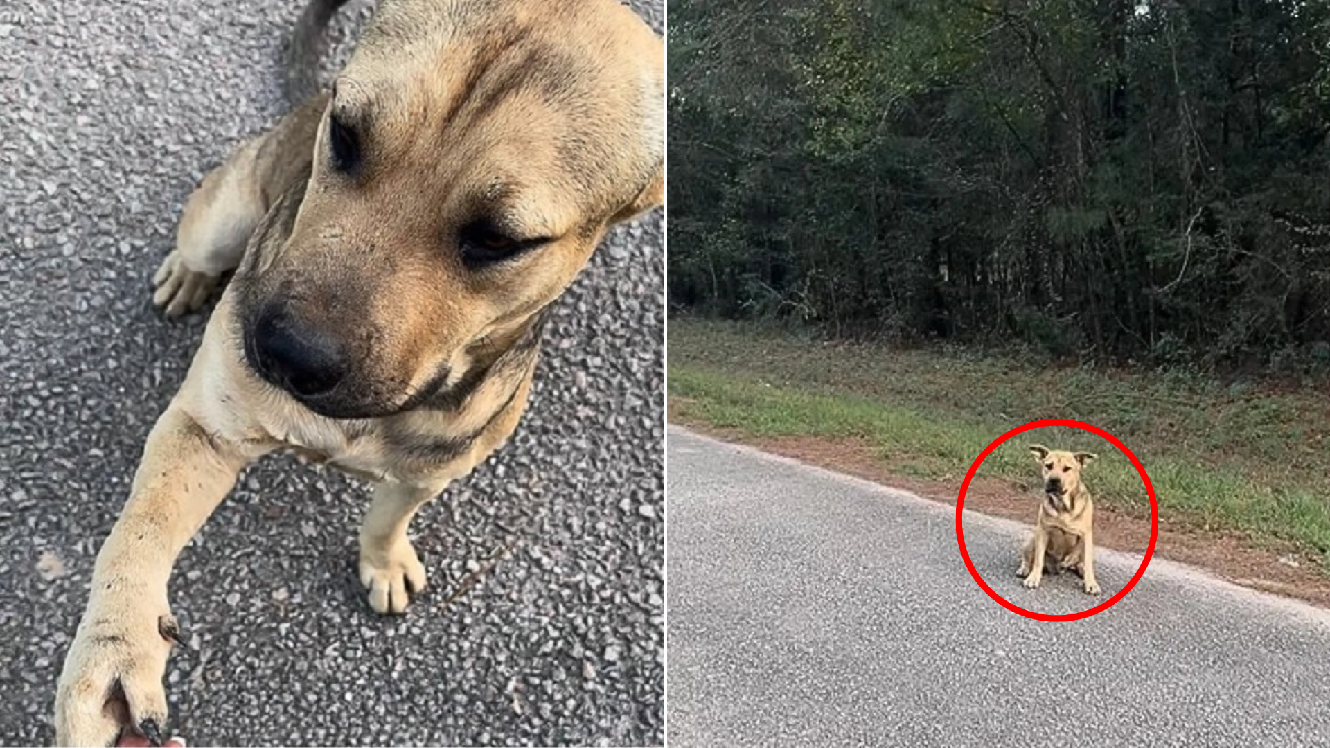 stray dog on road