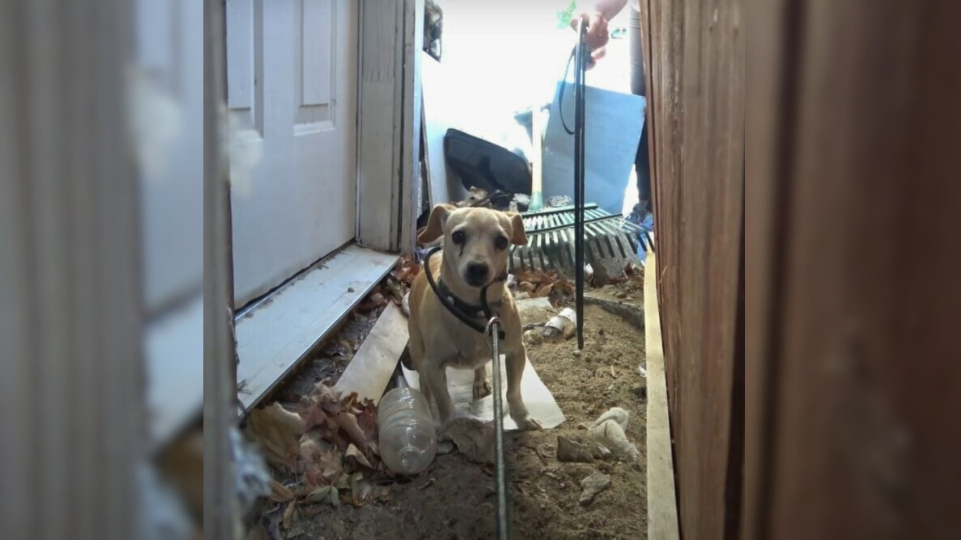 dog in derelict building