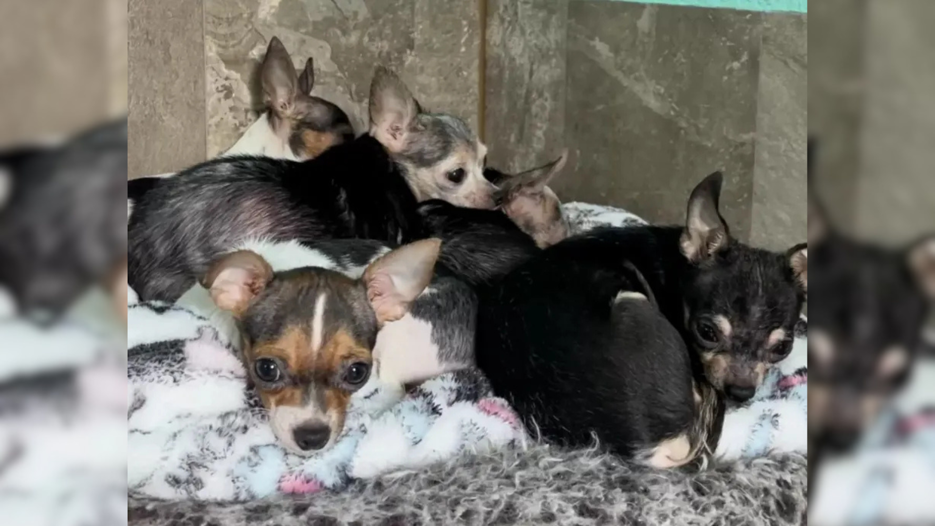 small chihuahuas