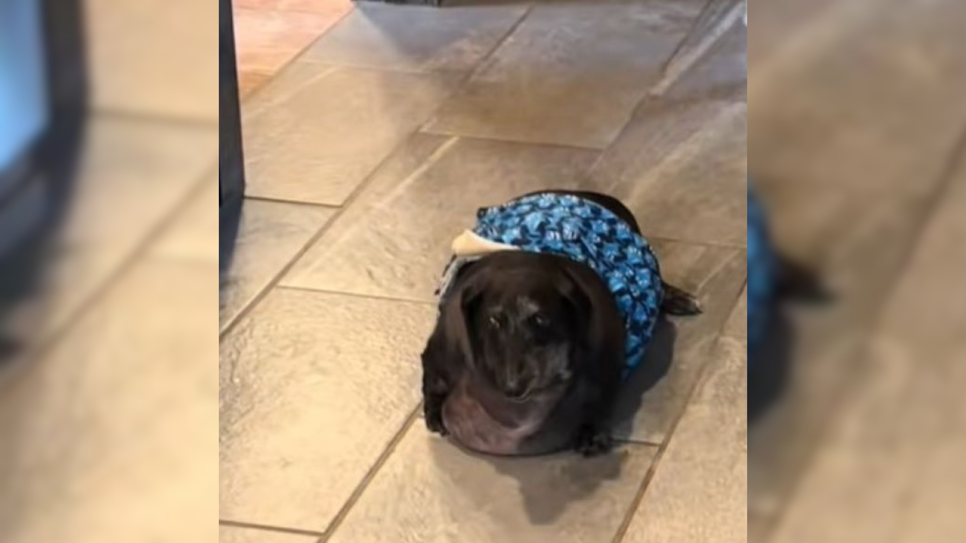 overweight dog