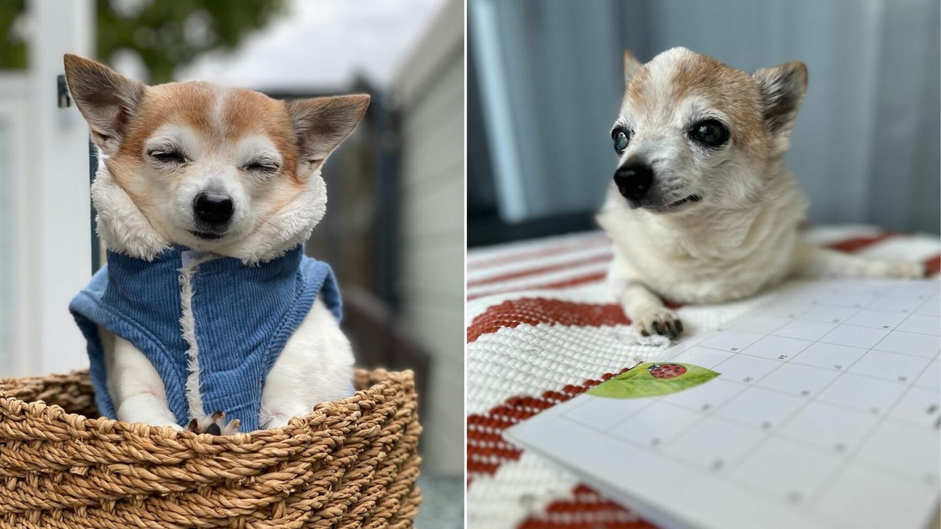 very sweet tiny dog