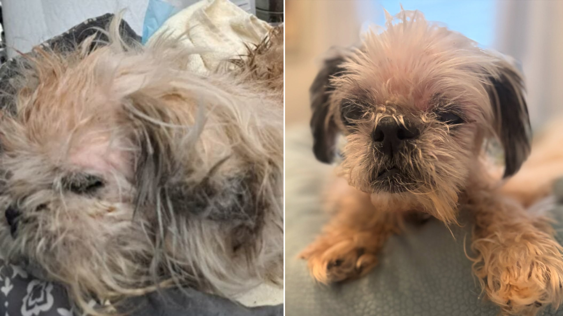 tiny injured dog before after