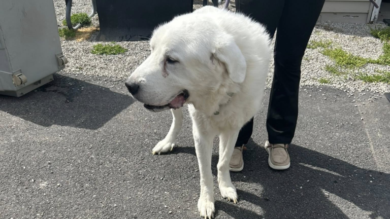 senior dog