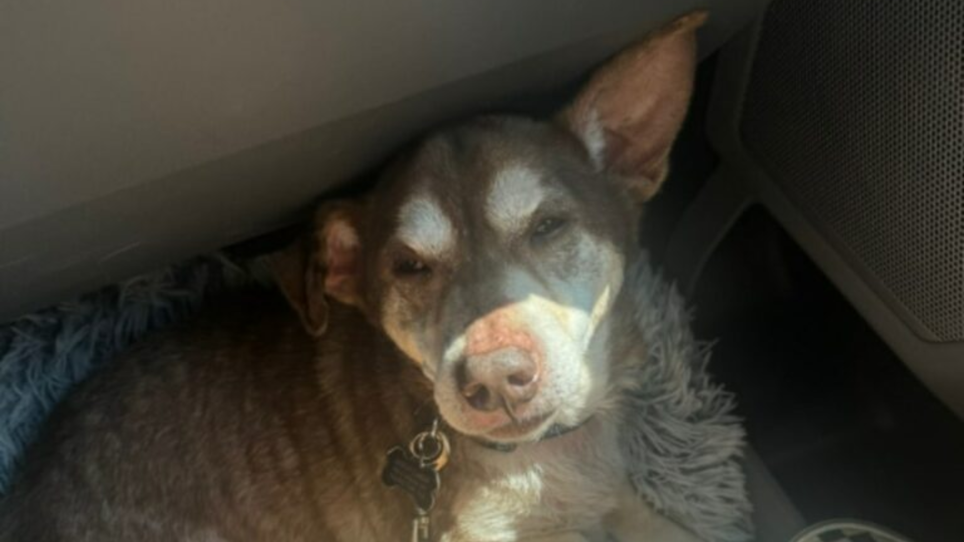 sleepy dog