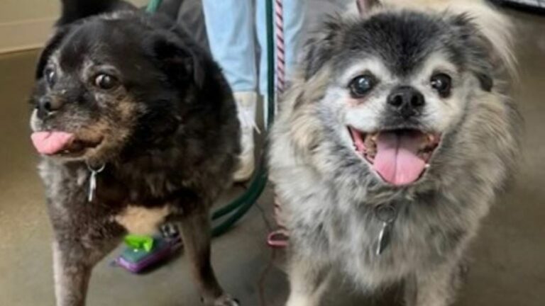 cute tiny dog
