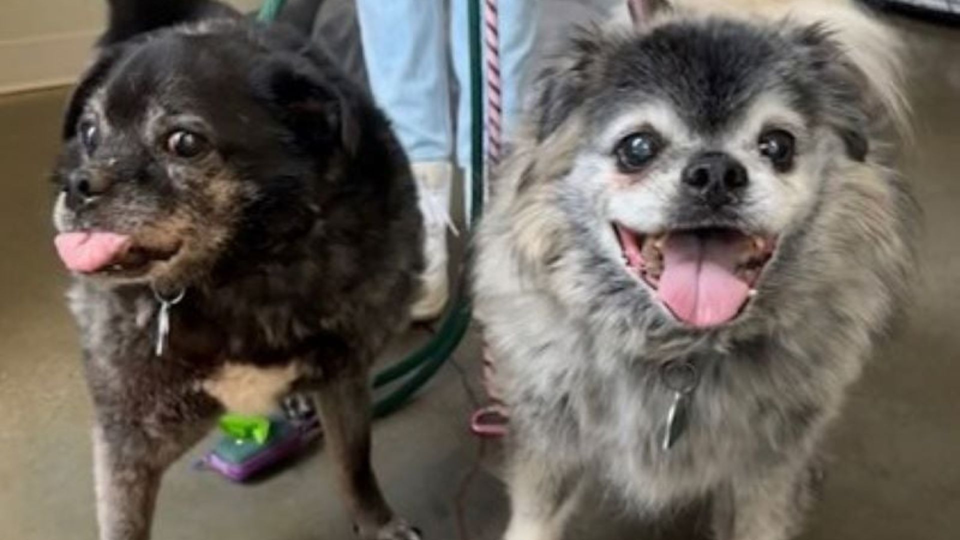 cute tiny dog