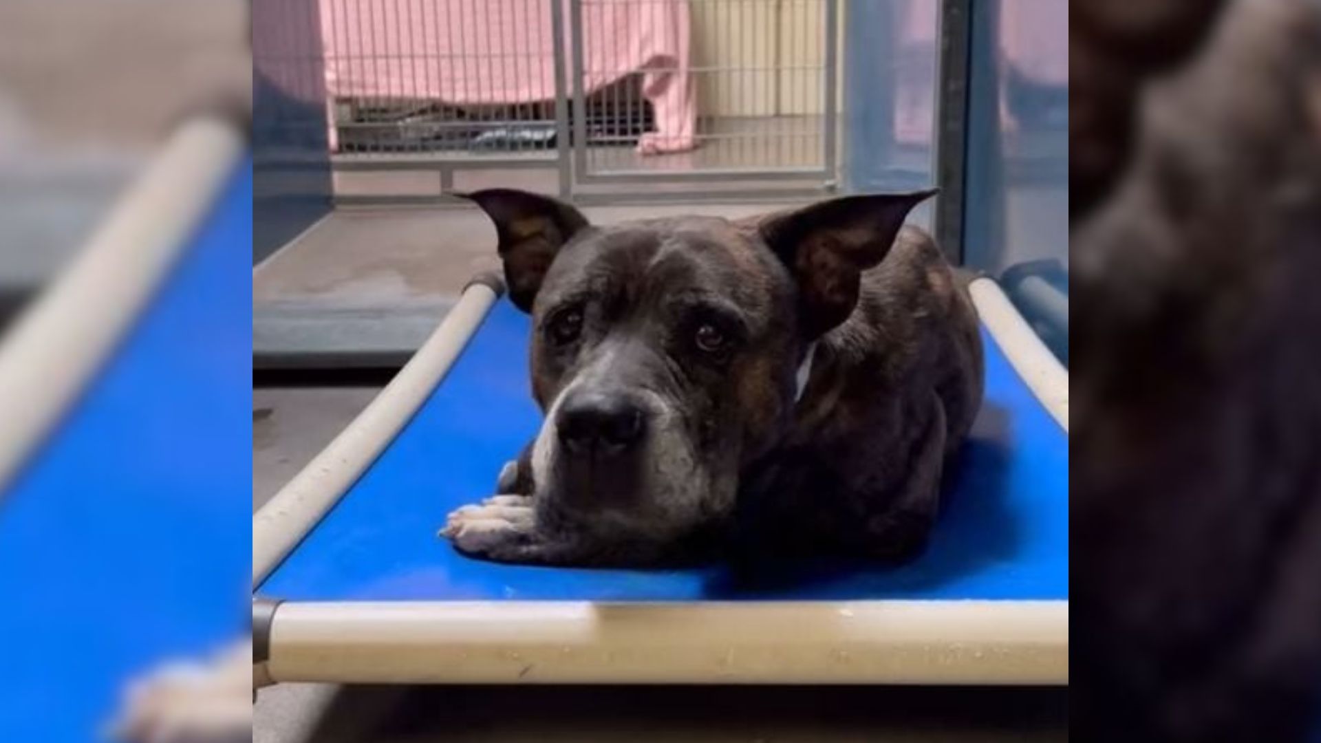 black dog in shelter