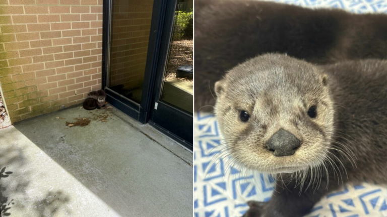 baby otter