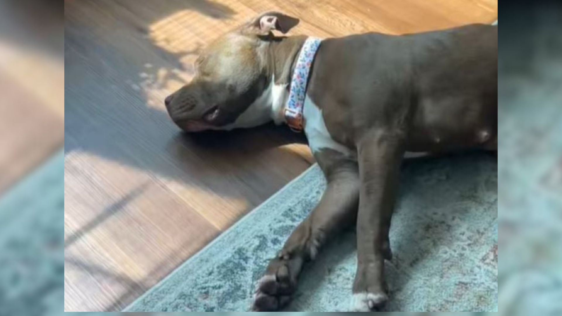 very sad dog