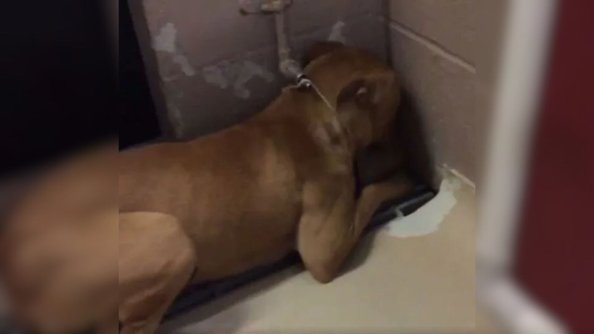 lonely dog