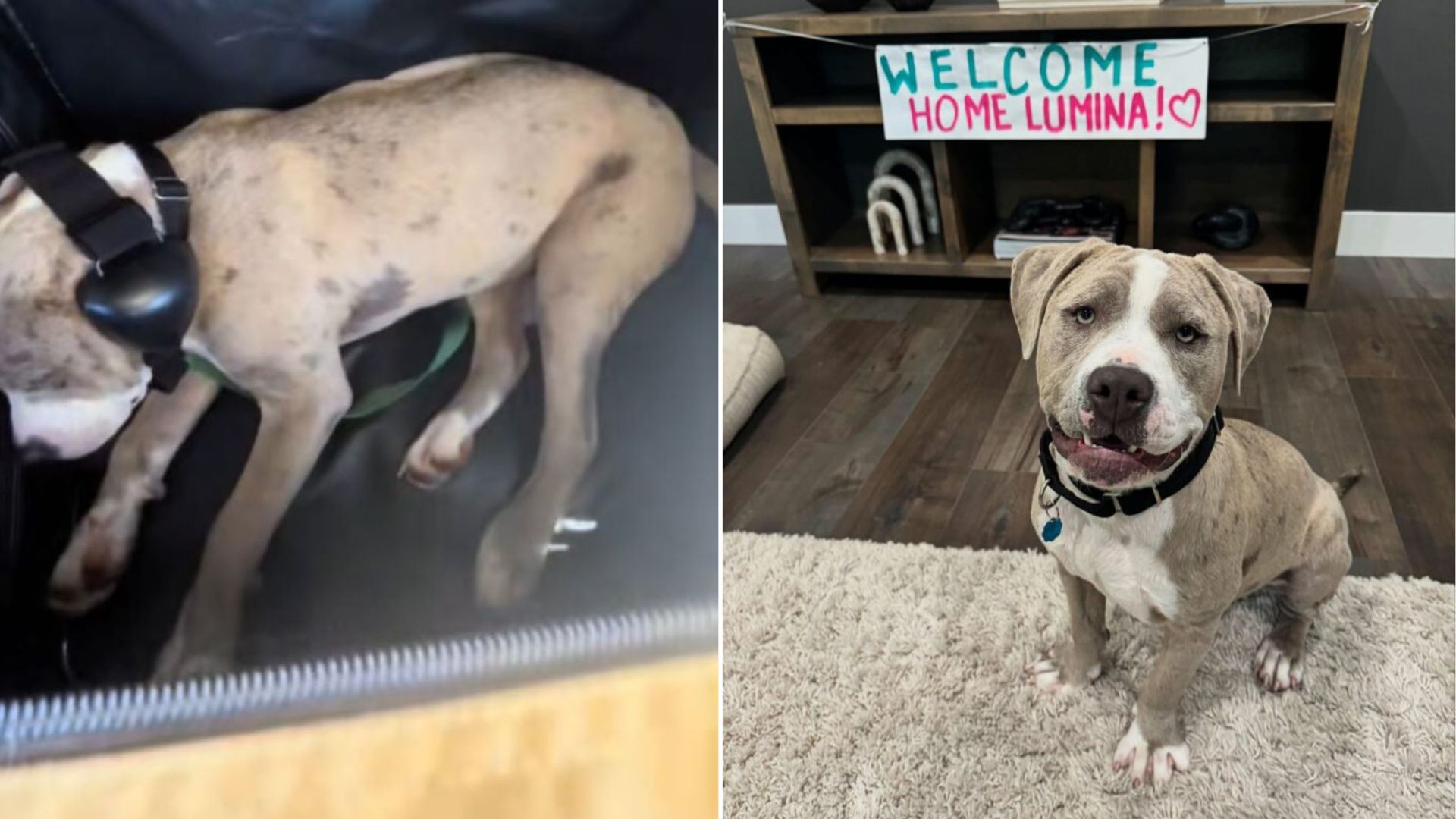 sweet dog in house