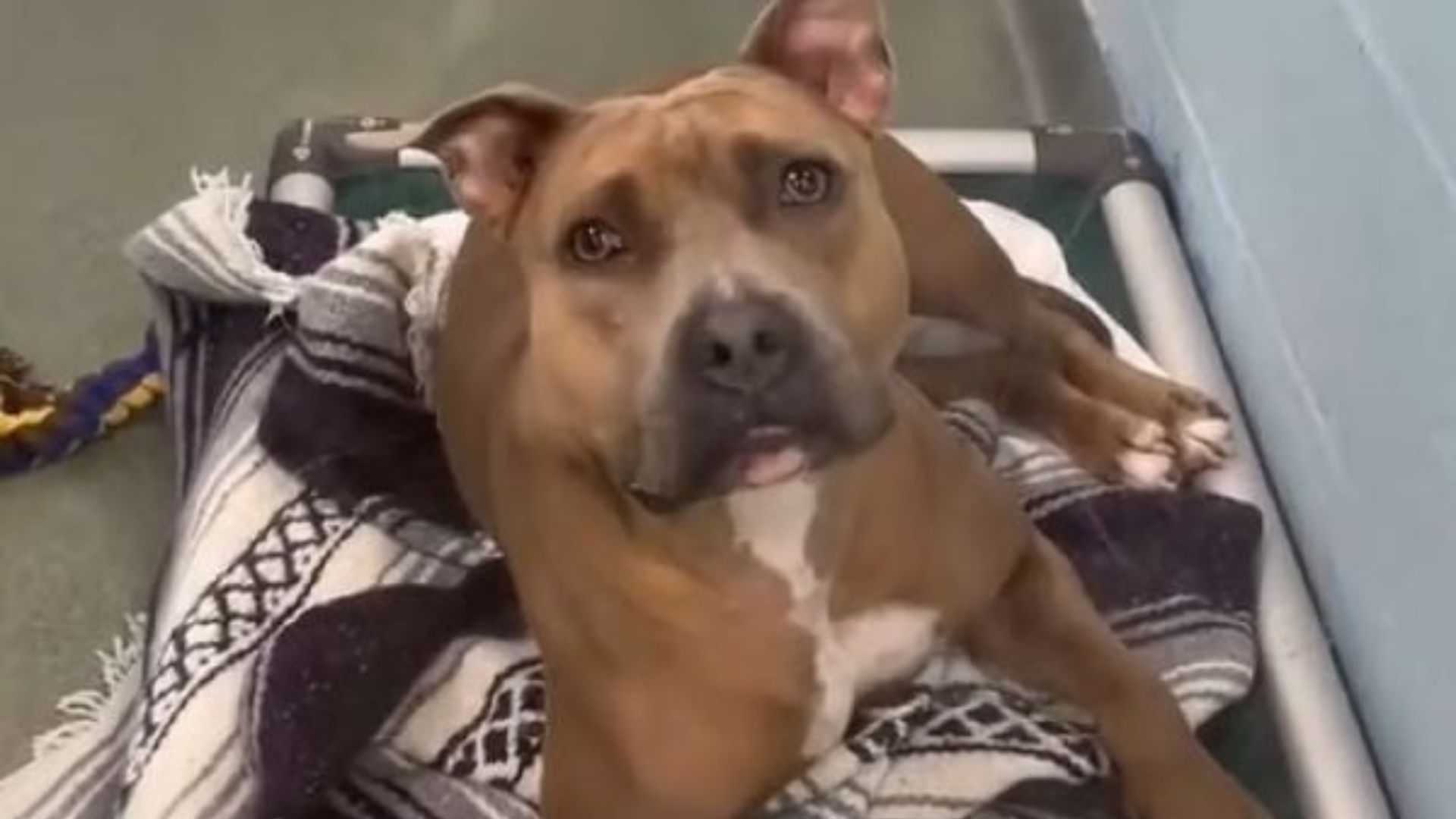 dog in shelter