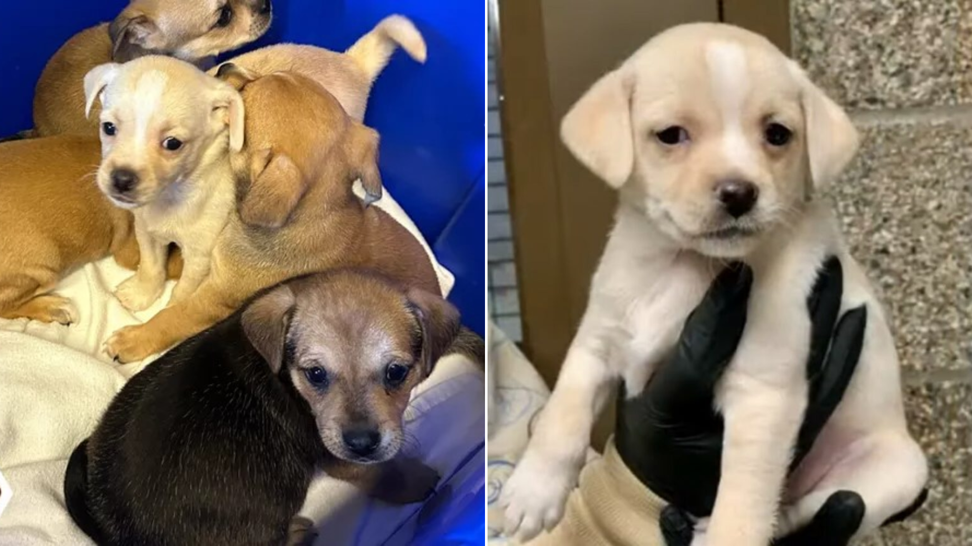pile of puppies