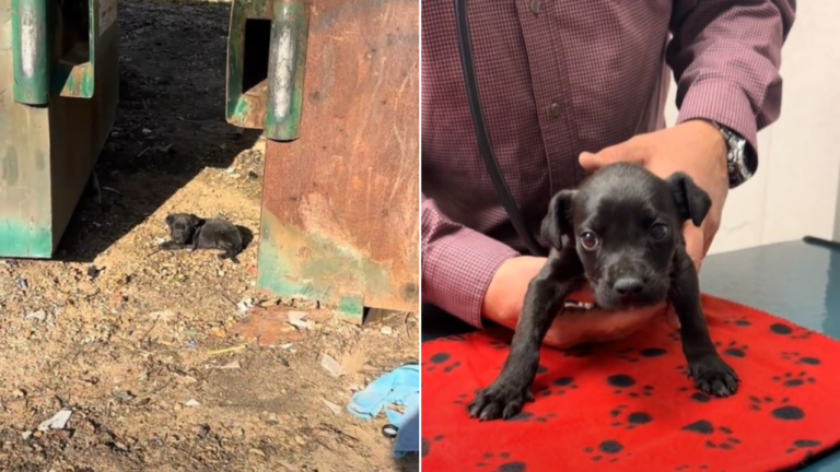 tiny black puppy