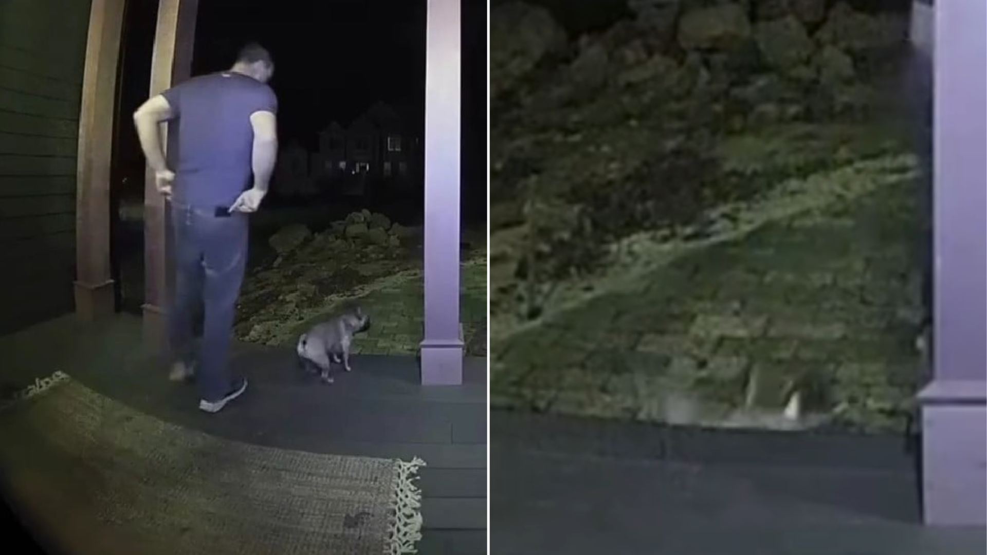 dog falling off stairs