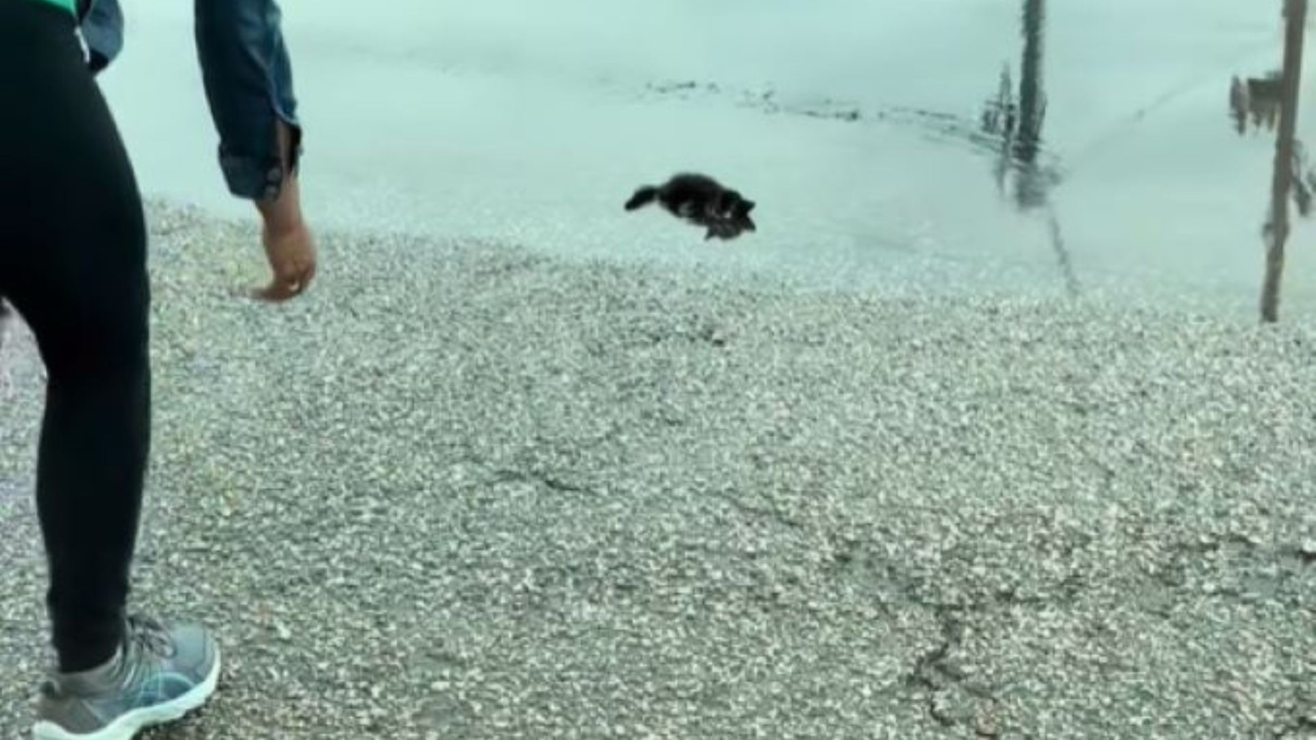 soaked kitten