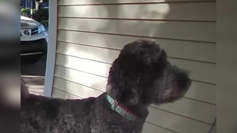 dog on porch
