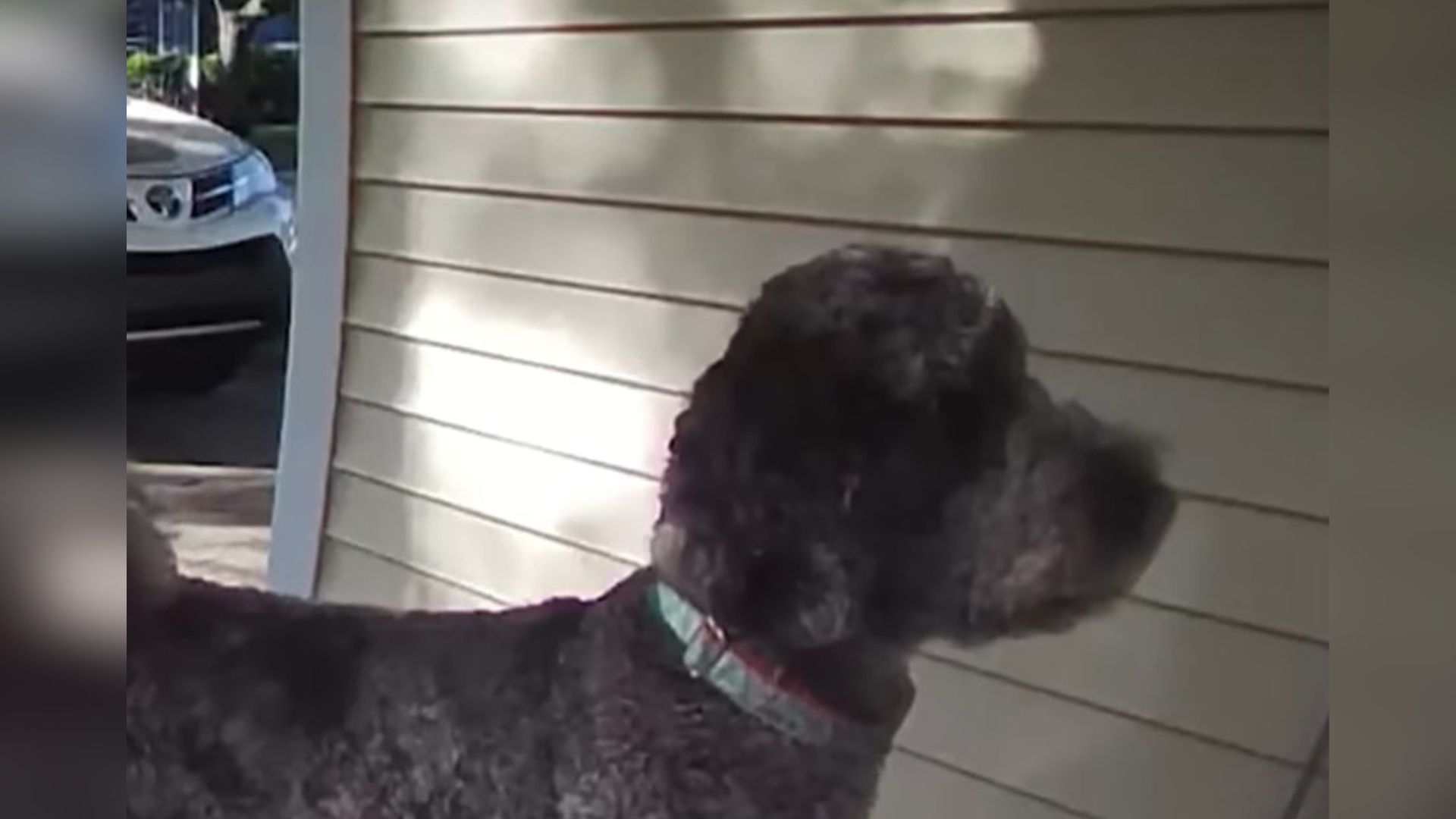 dog on porch