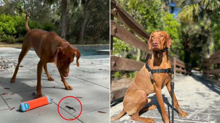 dog and lizard